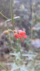 Penstemon rostriflorus