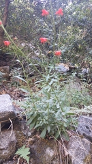 Penstemon rostriflorus