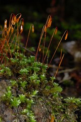Rosulabryum subtomentosum