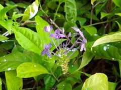 Pseuderanthemum graciliflorum