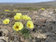 Papaver radicatum