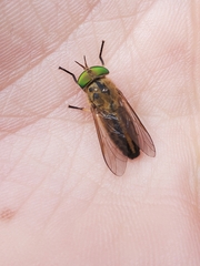 Tabanus nigrovittatus