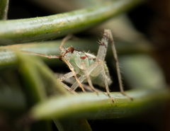 Phytocoris