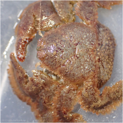 Hapalogaster cavicauda