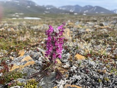 Pedicularis lanata