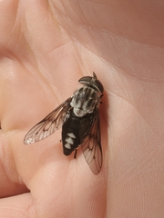 Tabanus trimaculatus