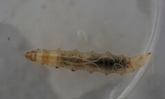 Stylurus notatus