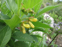 Lonicera involucrata involucrata