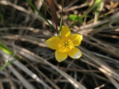 Caltha sibirica