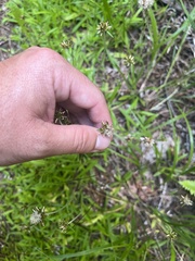 Euchiton gymnocephalus