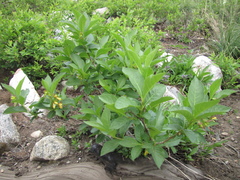 Lonicera involucrata involucrata