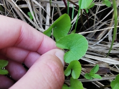 Caltha sibirica