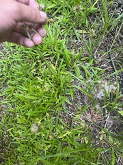 Euchiton gymnocephalus