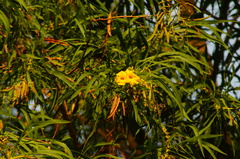 Astianthus viminalis