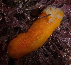 Doriopsilla albopunctata