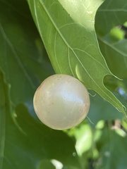 Amphibolips nubilipennis