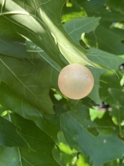 Amphibolips nubilipennis