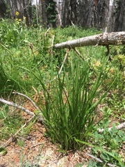 Carex ebenea