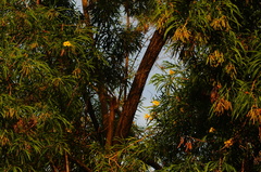 Astianthus viminalis