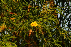 Astianthus viminalis