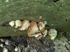 Crepidotus malachius