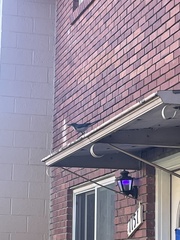 Aphelocoma californica