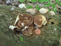 Crepidotus malachius