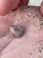 Amphibalanus reticulatus