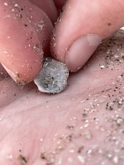 Amphibalanus reticulatus