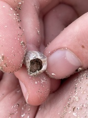 Amphibalanus reticulatus