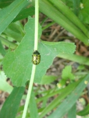 Calligrapha pantherina