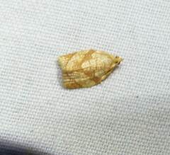 Adoxophyes negundana