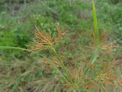 Cyperus distans