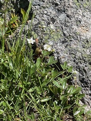 Sibbaldiopsis