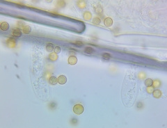 Crepidotus malachius