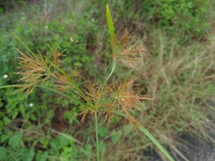 Cyperus distans