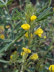 Castilleja lasiorhyncha