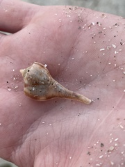 Fulguropsis pyruloides