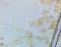 Crepidotus malachius