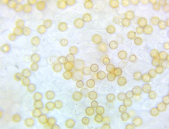 Crepidotus malachius