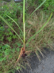 Cyperus distans