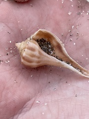 Fulguropsis pyruloides