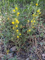 Castilleja lasiorhyncha