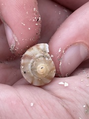 Fulguropsis pyruloides