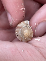 Fulguropsis pyruloides