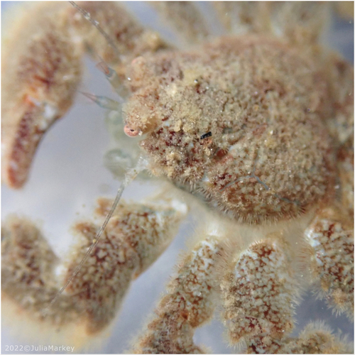 Furry Crab (Hapalogaster cavicauda) · iNaturalist