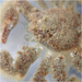 Furry Crab - Photo (c) Julia Markey, some rights reserved (CC BY-NC), uploaded by Julia Markey