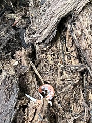 Plethodon cinereus image