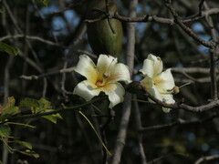 Ceiba chodatii