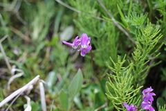 Primula frigida